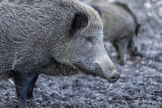 Wild boar (Sus scrofa), Daun Wildlife Park, Vulkaneifel, Rhineland-Palatinate, Germany, Europe