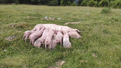 Happy pigs, animal family, Carpathians, Transylvania, Romania, Europe