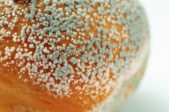 Macro photograph detail of a rotten orange with mold isolated on white background and copy space