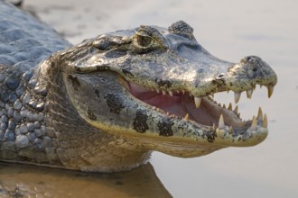 Caiman (Caimaninae), Crocodile (Alligatoridae), crocodile (Crocodylia), animal portrait, mouth