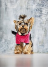 A Yorkshire Terrier standing on his hind legs, wearing a stylish pink outfit. Captured indoors