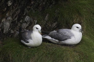 Fulmars, fulmars, Fulmarus glacialis