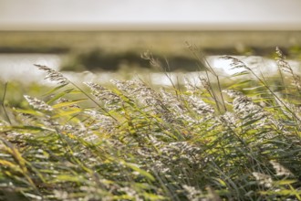Cattail grass by the wayside