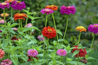 Zinnias of all colors blooming in summer garden