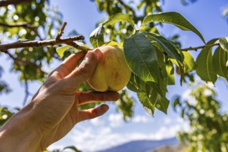Low angle, selective focus and close up view of hand holding unripe yellow peach fruit on the tree