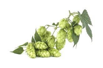 Branch of fresh green hops cones and leaves in close up isolated on white background. Humulus