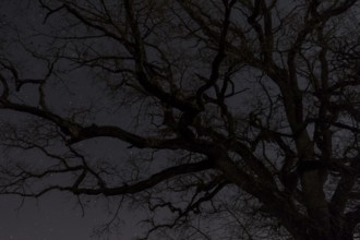 Old oak by night, Old oak at night