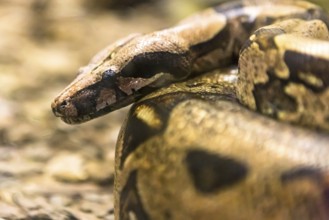 Boa constrictor, a species of large, heavy bodied snake