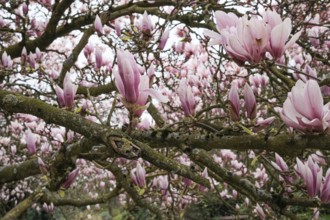 A lushly flowering magnolia tree with numerous pink blossoms