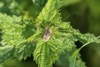 Close-up of a weaver Phalangium opilio sitting on a stinging nettle