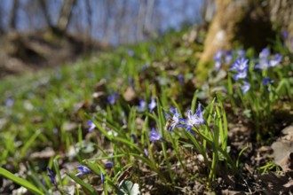 Honeybee on blue star (Scilla), ravine forest, spring, bee pasture, insect pasture, spring, early