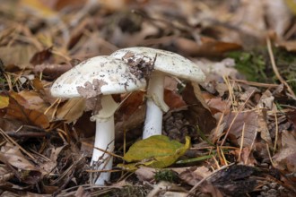 Two large button mushrooms on the forest floor with autumn leaves