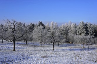 Winter landscape with orchards and forest, Winter landscape with orchards and forest