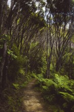 A narrow path leads through a dense forest with tall, thin trees, Coromandel, New Zealand, Oceania