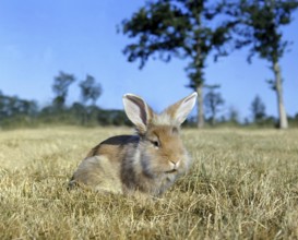 Angora Domestic Rabbit