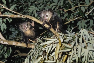 Aye-Ayes (Daubentonia madagascariensis), female with young, Madagascar, Africa