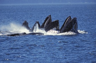 Humpack Whale (megaptera novaeangliae), Group Bubble Net Feeding, Open Mouth to Catch Krill, Alaska
