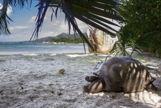 Aldabra giant tortoise (Aldabrachelys gigantea) on the beach on Curieuse, Seychelles, Africa