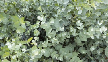Fresh Eucalyptus Gunnii background. Cider Gum growing on garden
