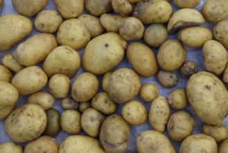 A pile of organic yellow potatoes laid out in a rustic fashion