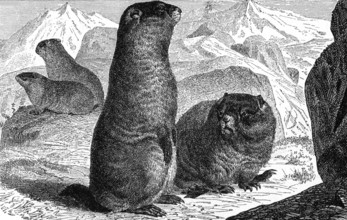 Alpine Marmot on engraving from 1890. Engraved by unknown artist and published in Meyers