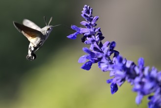 Pigeon tail (Macroglossum stellatarum)