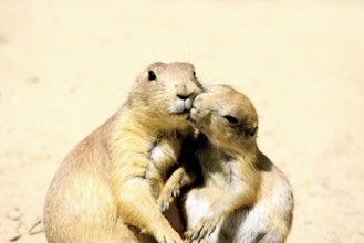 Two lovely kissing marmots close up