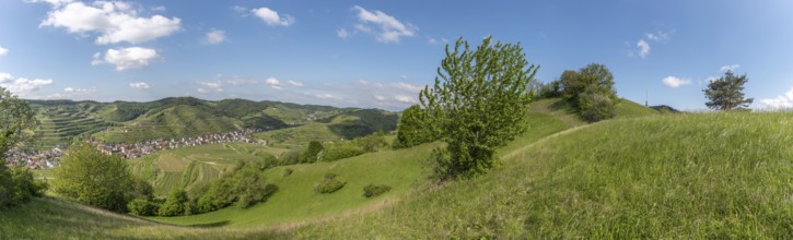 Haselschacher Buck and Badberg, vast dry meadows and pastures, nature reserves in the Kaiserstuhl.