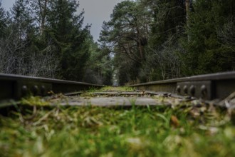 Railway tracks lead through a dense forest with green grass and tall trees, Ainring, Upper Bavaria