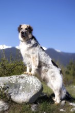 Big crossbreed dog standing on the stone, spring snow mountains panorama and blue sky