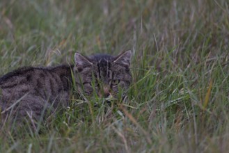Cat in tall grass, Germany, Europe
