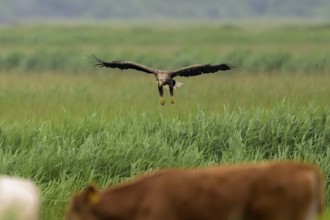 A white-tailed eagle (Haliaeetus albicilla) in flight over a green field, with animals in the