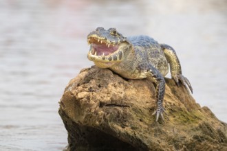Spectacled caiman (Caiman crocodilus yacara), Crocodile (Alligatoridae), crocodile (Crocodylia),