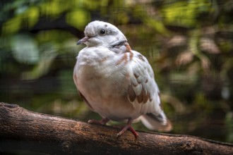 A african collared dove (Streptopelia roseogrisea) sits on a branch in the green forest. The