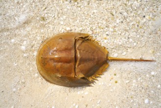 Cacerola de mar Limulus polyphemus horseshoe crab in Mexico