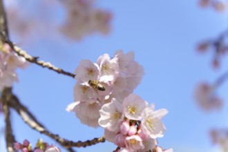 Close-up of a bee in flight pollinating cherry blossoms with blue sky in the background