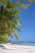 Coconut palm (Cocos nucifera), sunbeds, boats, Tikehau, atoll, Tuamotu archipelago, Tuherahera,