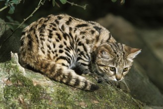 Black-footed cat (felis nigripes), adult