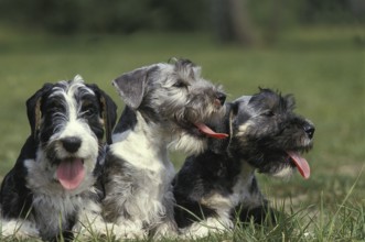 Czech terriers, Cesky terriers, pedigree dogs, terriers, pet dogs, pets, mammals, animals, Cesky