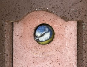 Head of a Blue Tit bird looking out of the birdhouse