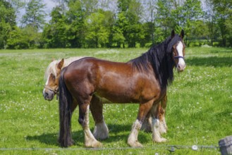 Two belgian heavy draft horses