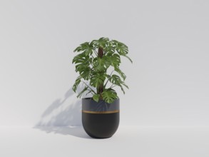Monstera plant in a sleek black pot against a minimalist white background