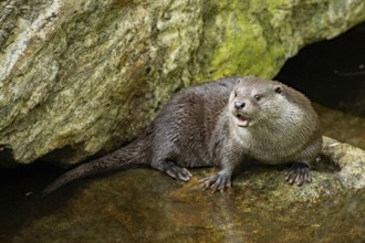 Otter with open mouth standing on rock in water looking left