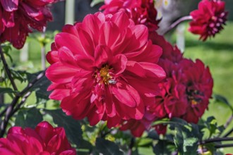 Dahlias (Apis), Allgäu, Bavaria, Germany, Europe