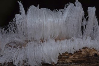 Hair ice fruiting bodies white wavy ice needles on tree trunk
