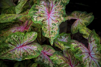Leaves of colorful caladium, latin name caladium bicolor, also called Heart of Jesus
