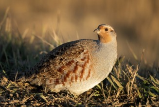 Close Up Partridge Evening Light Saskatchewan Canada