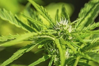 Female feminized cannabis marijuana plant in early flowering stage