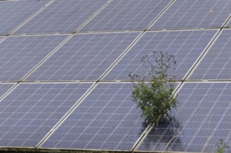 Small plant growing through solar panels in a field, highlighting the need for sustainable energy