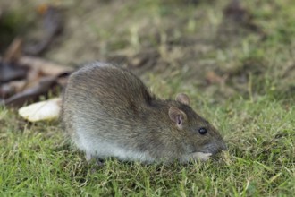 Norway rat sitting in green grass looking right